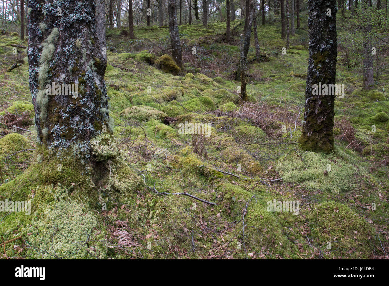 bemoosten Unterholz in einem Laub-gemäßigten Regenwald im Snowdonia National Park, Wales Stockfoto