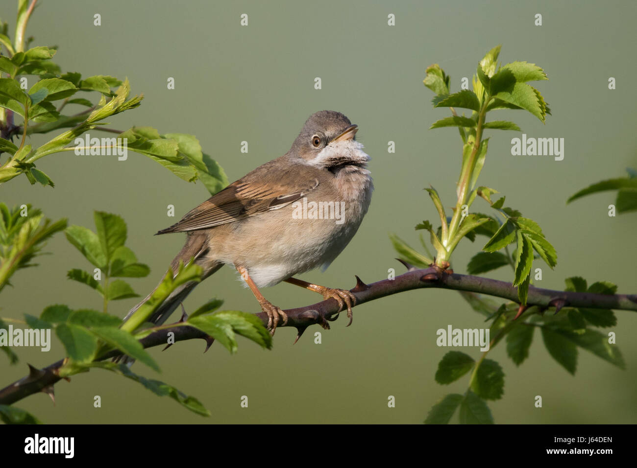 Gesang der männlichen Common Whitethroat (Sylvia Communis) Stockfoto