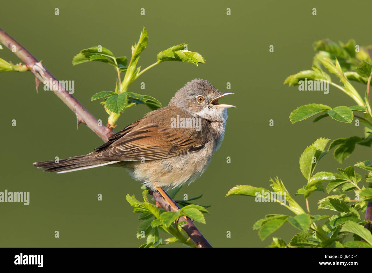 Gesang der männlichen Common Whitethroat (Sylvia Communis) Stockfoto