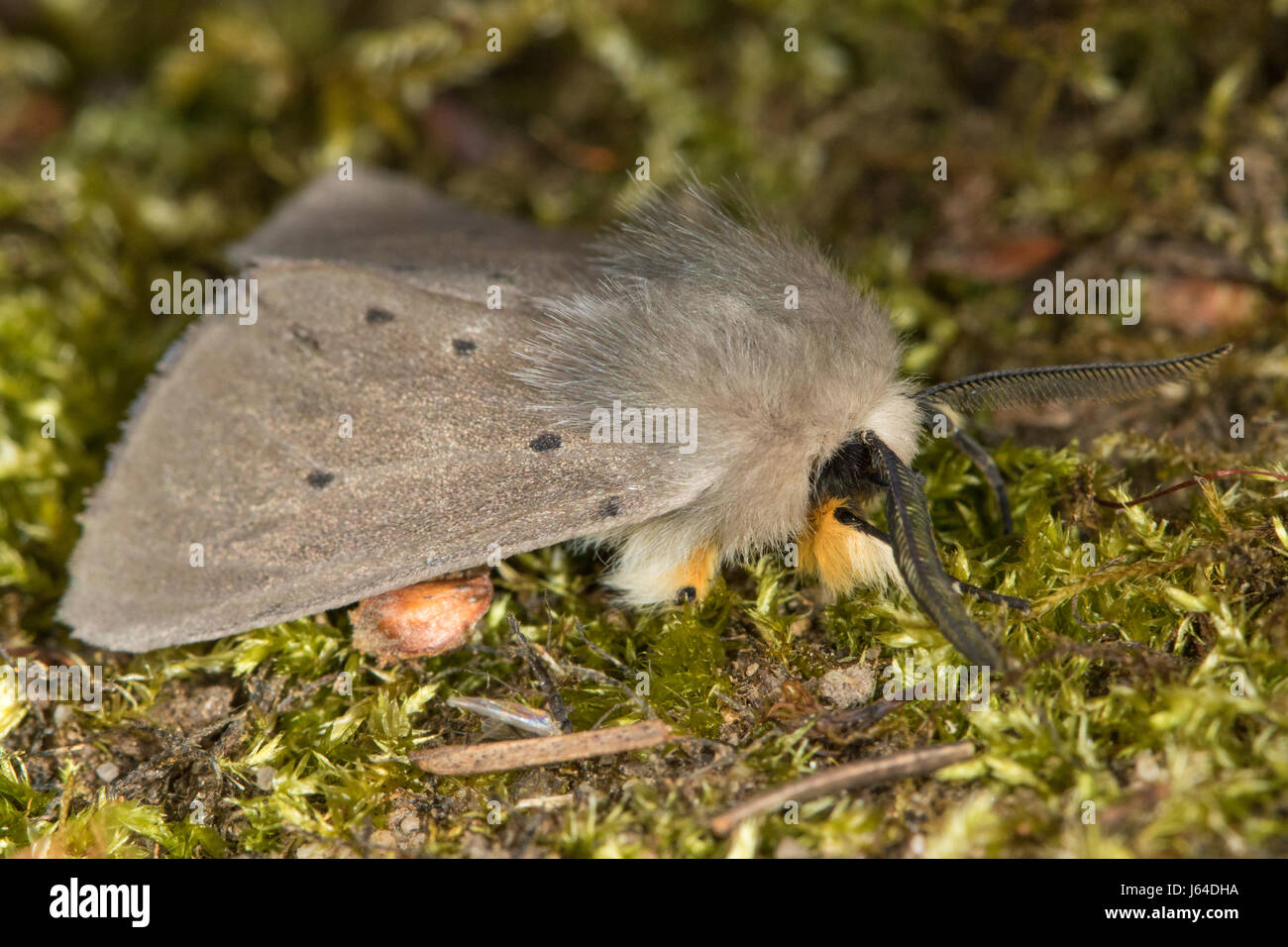männliche Motten in Musselin (Diaphora Mendica) Stockfoto