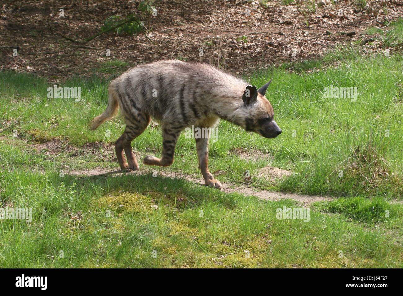 Männliche gestreiften Hyäne (zerbeissen zerbeissen), auf dem indischen Subkontinent aus Nordafrika gefunden. Stockfoto