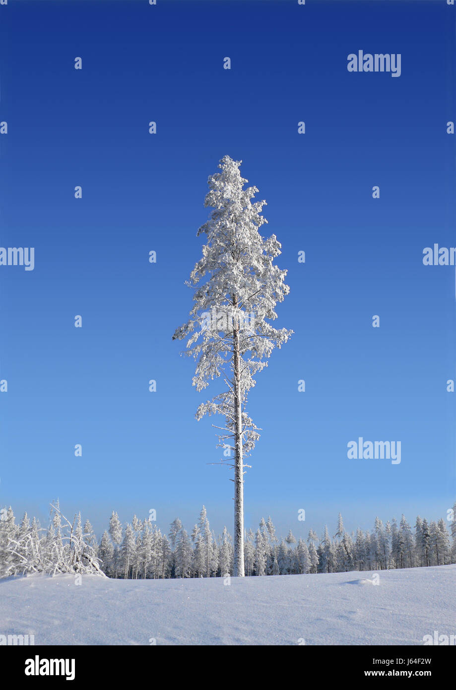 Baum Winter kalten Glanz erstrahlt hell lucent leichte heitere leuchtende sonnigen Finnland Stockfoto
