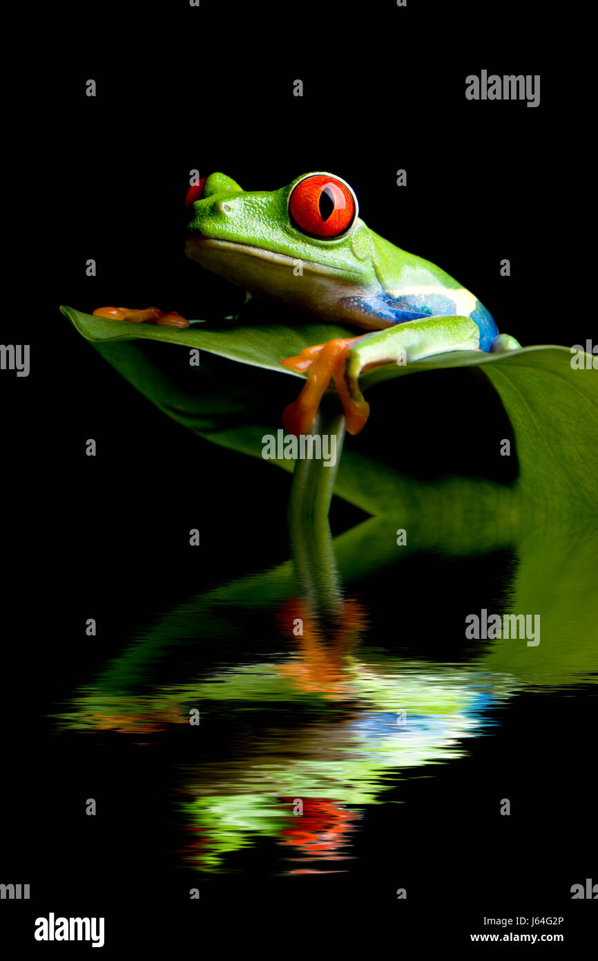 Blatt grün Tier amphibisch Reflexion Frosch Tierwelt Wasser Blatt Makro Nahaufnahme Stockfoto