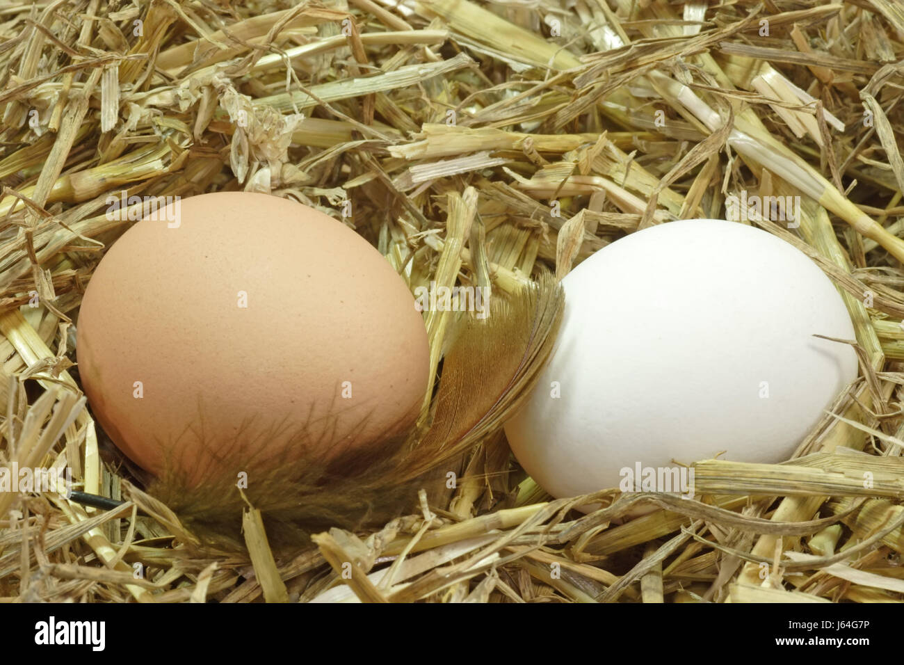 Federn nisten rohes Ei Stroh Eiern Kupplung essen Nahrungsmittel braun bräunlich Brünette Stockfoto