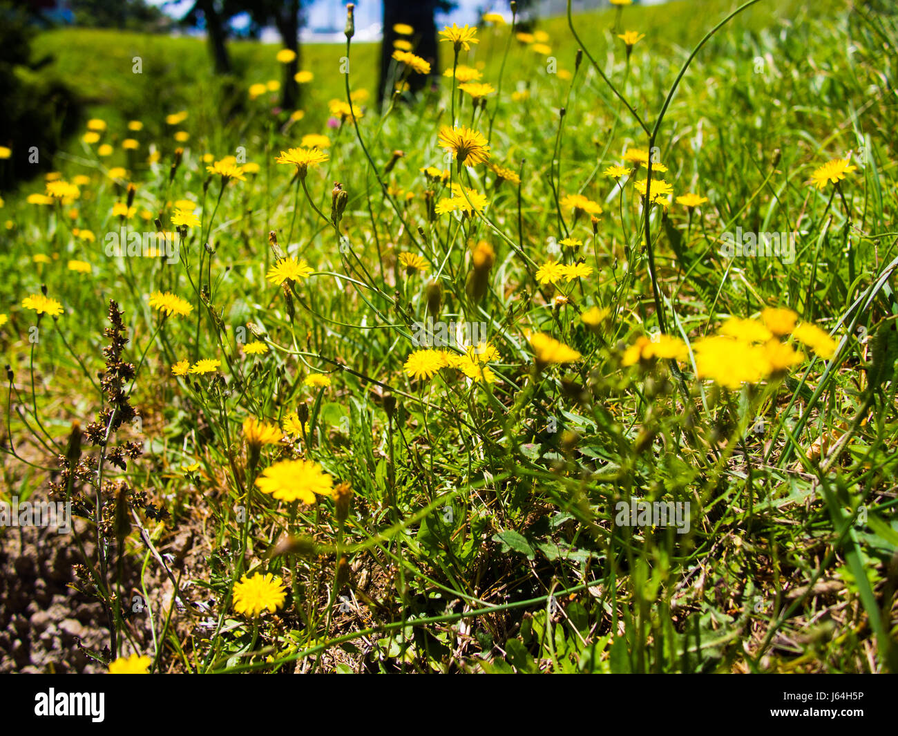 Butterblumen im gras Fotos und Bildmaterial in hoher Auflösung Alamy