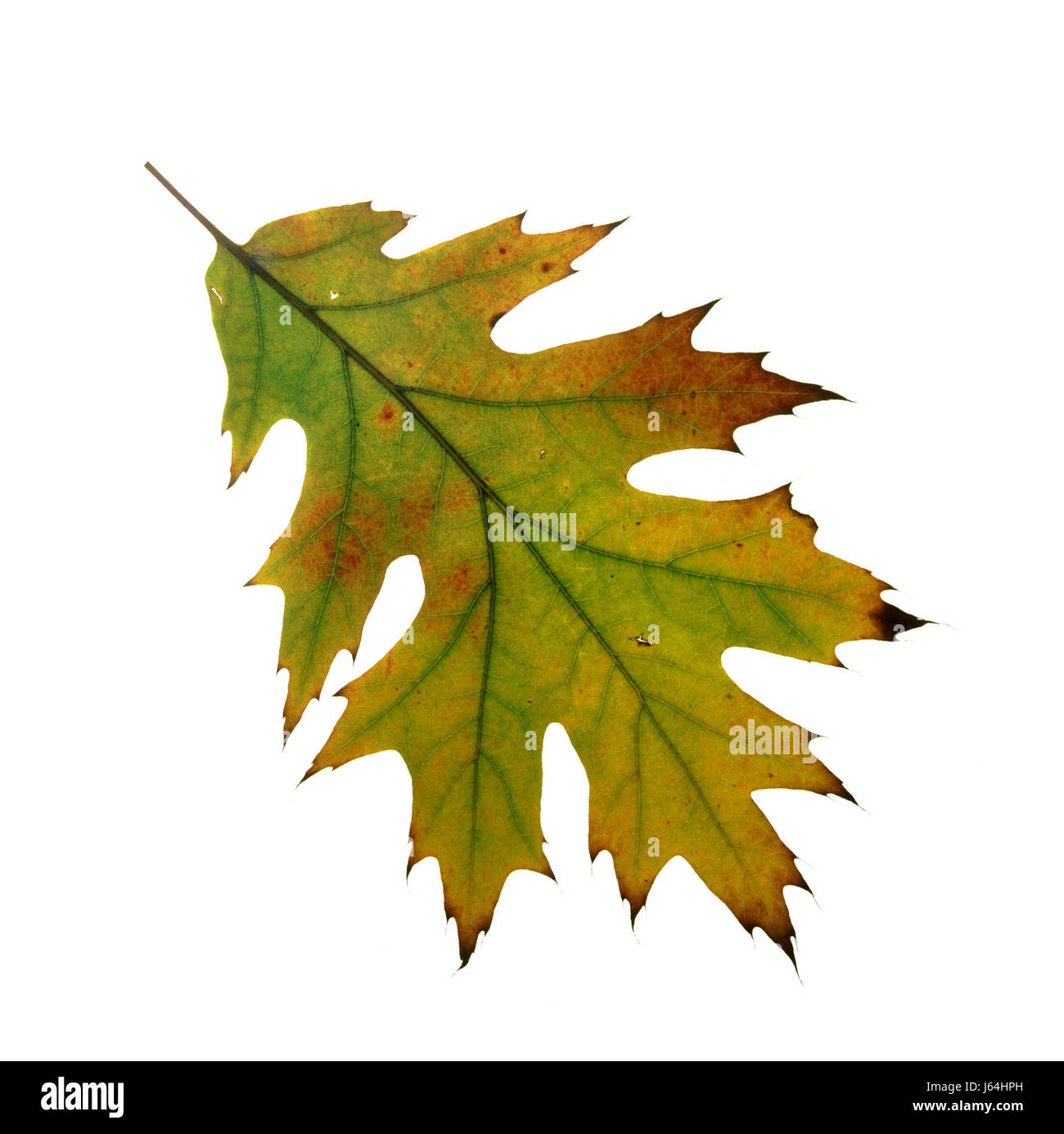 Amerikanische Roteiche Stockfoto