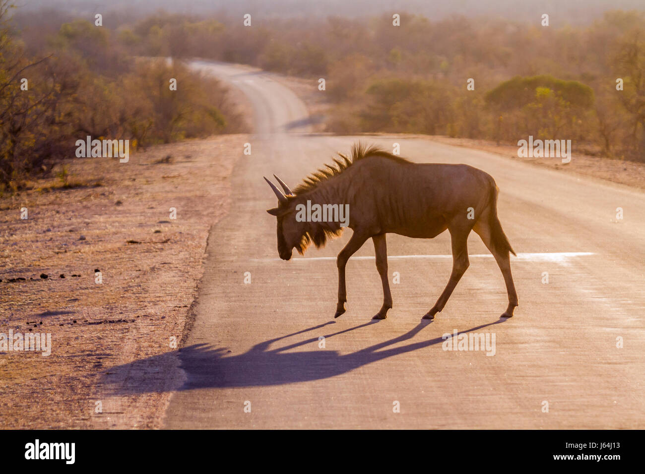 Gnus im Krüger-Nationalpark, Südafrika; Specie Connochaetes Taurinus Familie der Horntiere Stockfoto