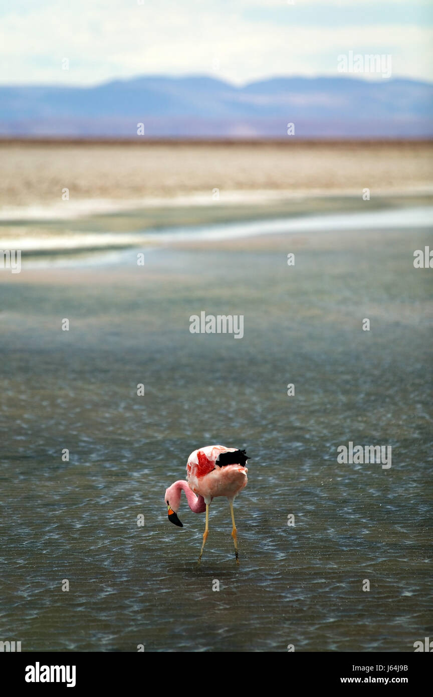 Wüstenlandschaft Vogel Frischwasser See Binnengewässer Wasser weiß rosa flamingo Stockfoto