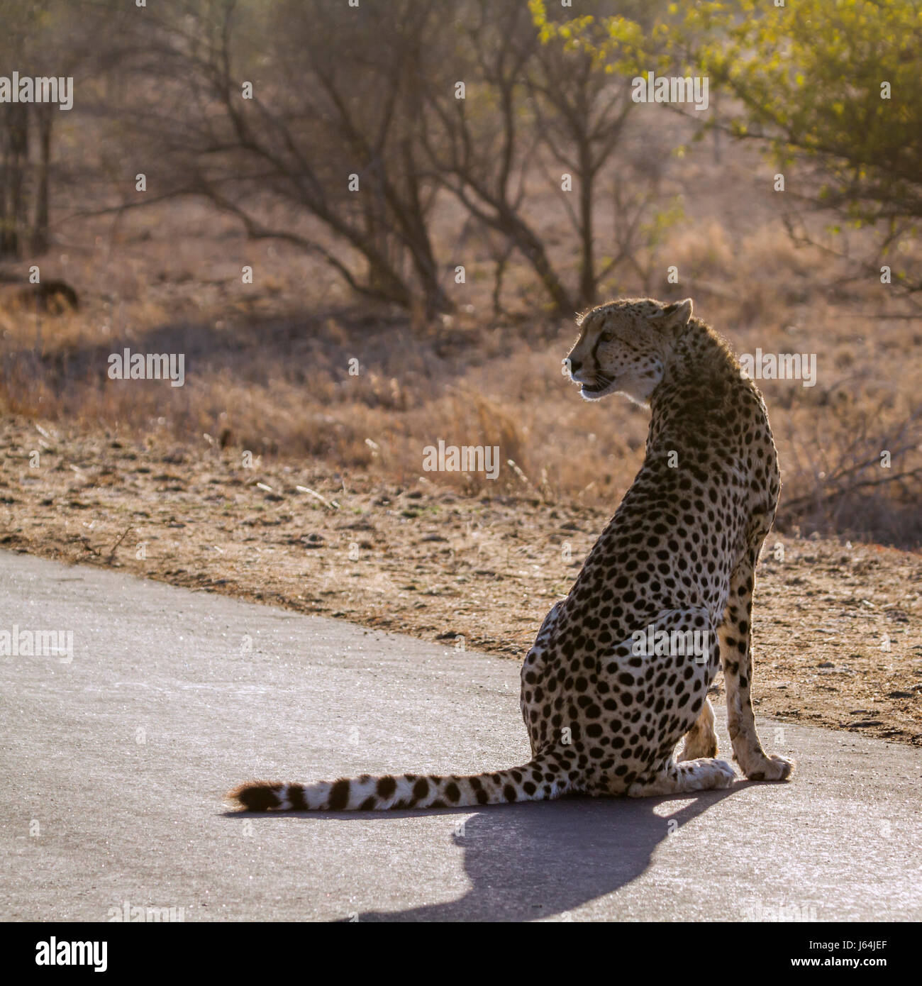 Gepard im Krüger-Nationalpark, Südafrika; Specie Acinonyx Jubatus Familie felidae Stockfoto