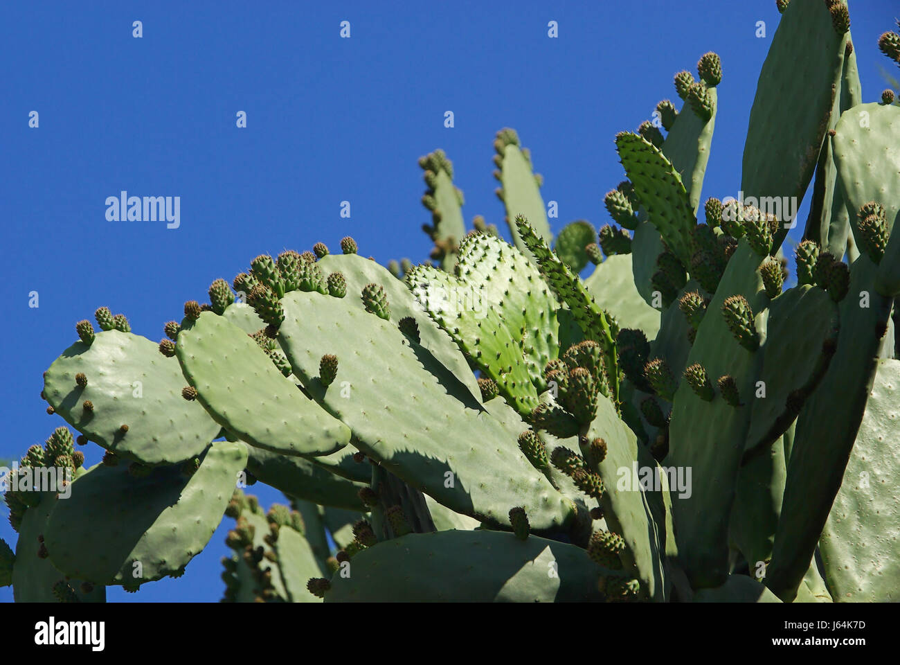 Opuntia - Opuntia 10 Stockfoto