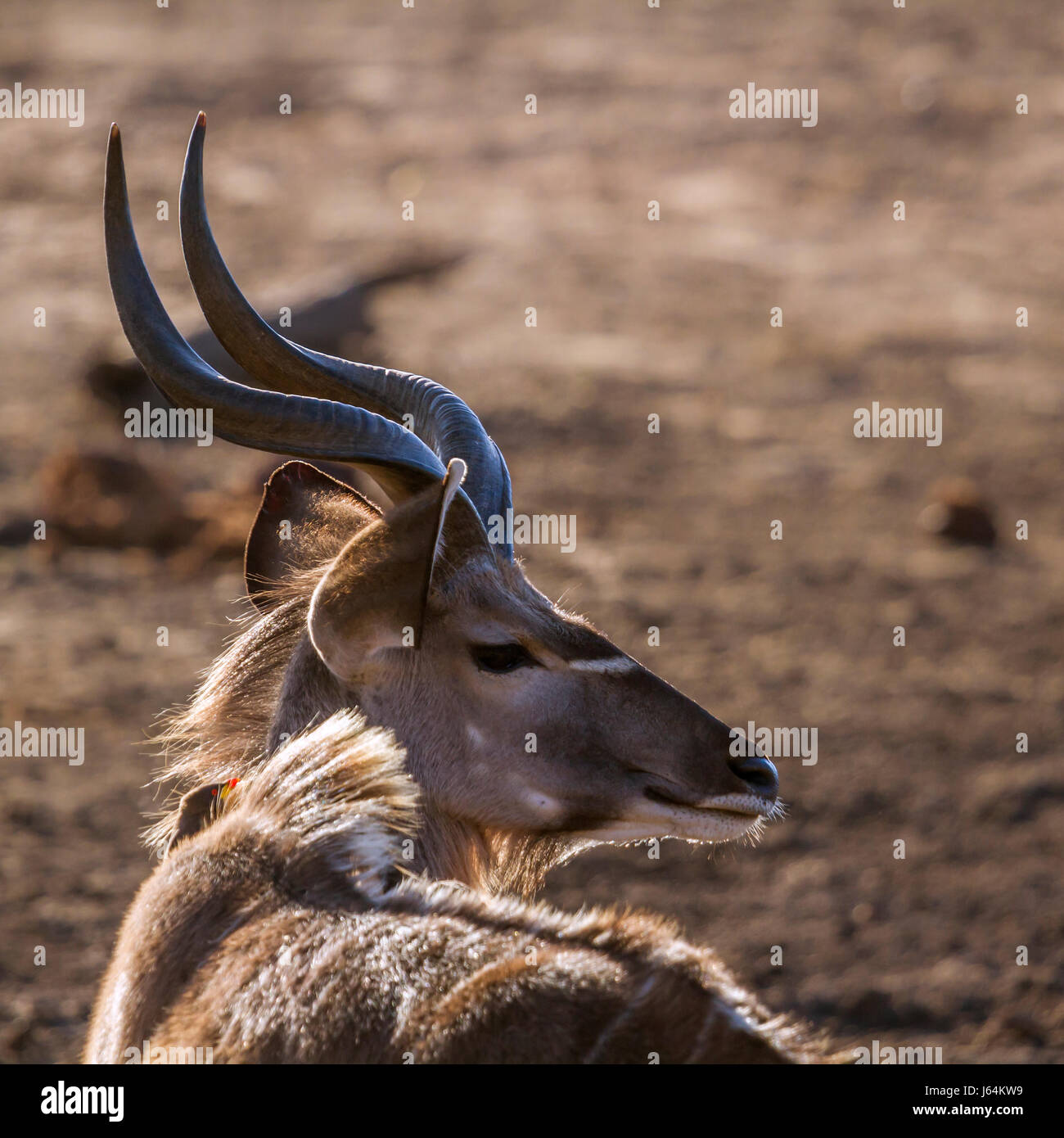 Große Kudu im Krüger-Nationalpark, Südafrika; Specie Tragelaphus Strepsiceros Familie der Horntiere Stockfoto