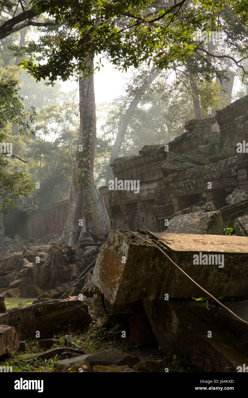 Stock Foto - Dschungel Überwucherung im Ta Prohm Tempel (Rajavihara), Provinz Siem Reap, Kambodscha, Angkor, UNESCO-Weltkulturerbe Stockfoto