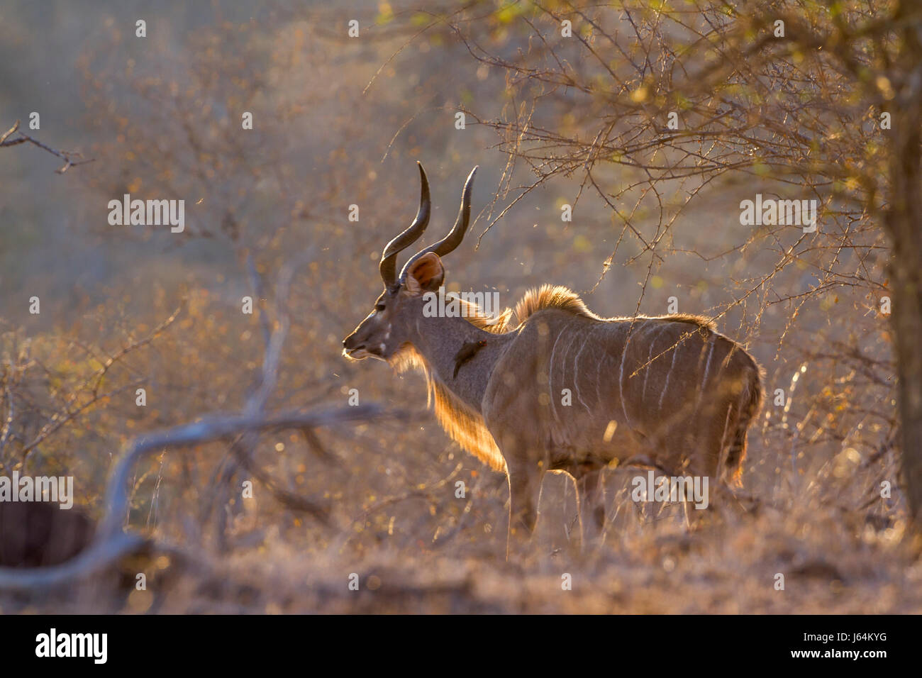 Große Kudu im Krüger-Nationalpark, Südafrika; Specie Tragelaphus Strepsiceros Familie der Horntiere Stockfoto