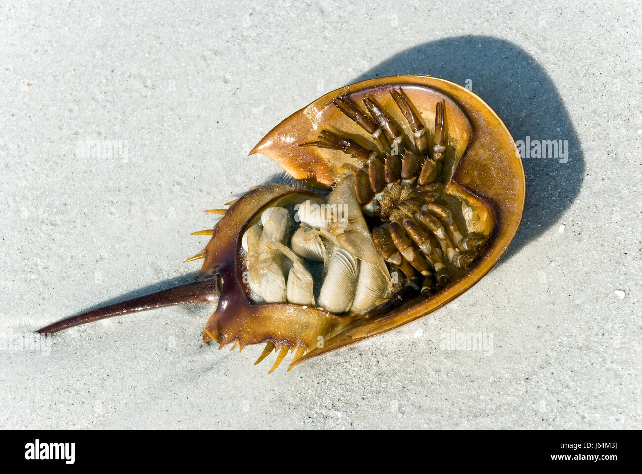 Strand Meer Strand Meer Küste Krebs Krabben schöne beauteously schön Stockfoto