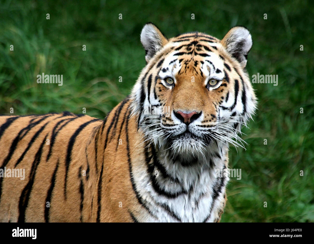 Säugetier Raubkatze Raubkatze Katze Tiger Look mit einem Blick sehen, spähen Sie blickt Stockfoto