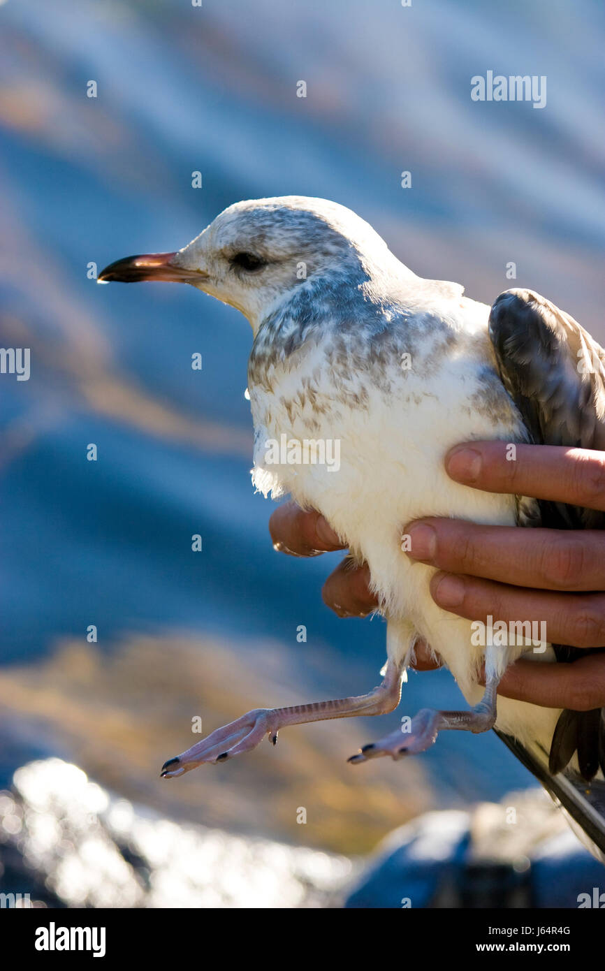 Vogel verletzt Hilfe Hilfe Unterstützung Hilfe Möwe Möwe Hand Hände Vogel Sommer Stockfoto