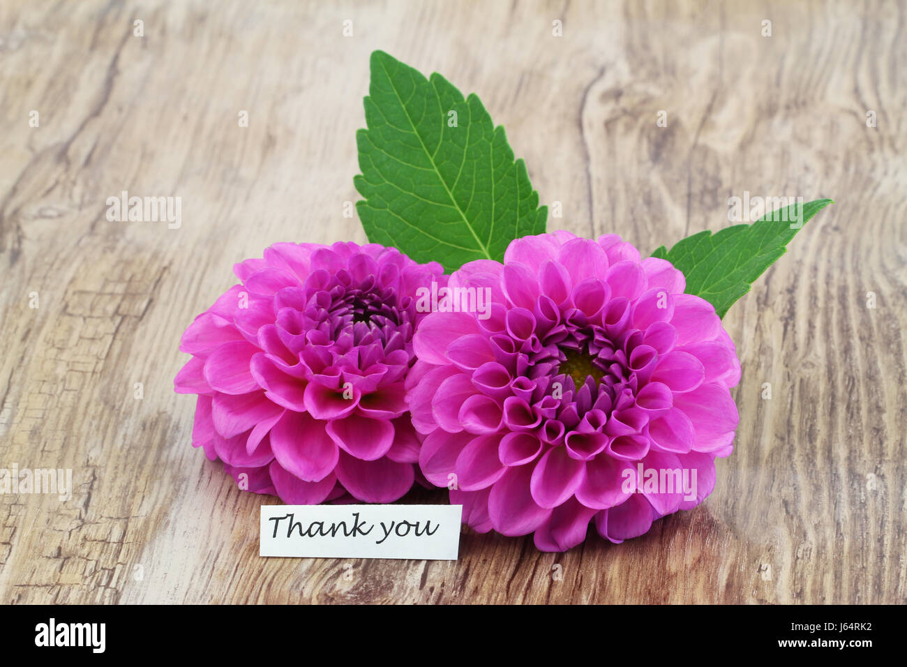 Dankeschön-Karte mit zwei rosa Dahlie Blumen auf Holzuntergrund Stockfoto