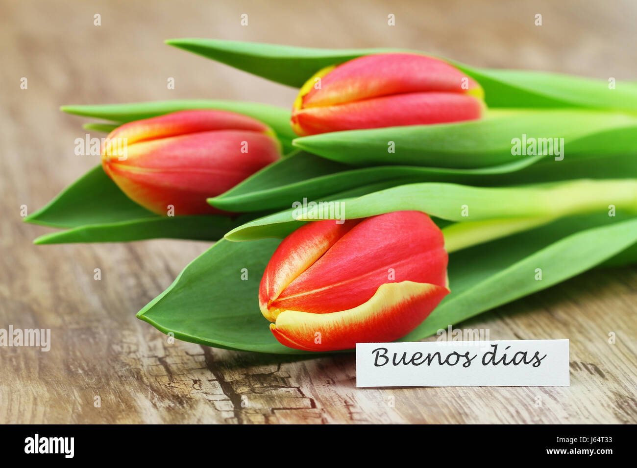 Buenos Dias (guten Morgen in Spanisch) Karte mit drei rote und gelbe Tulpen Stockfoto