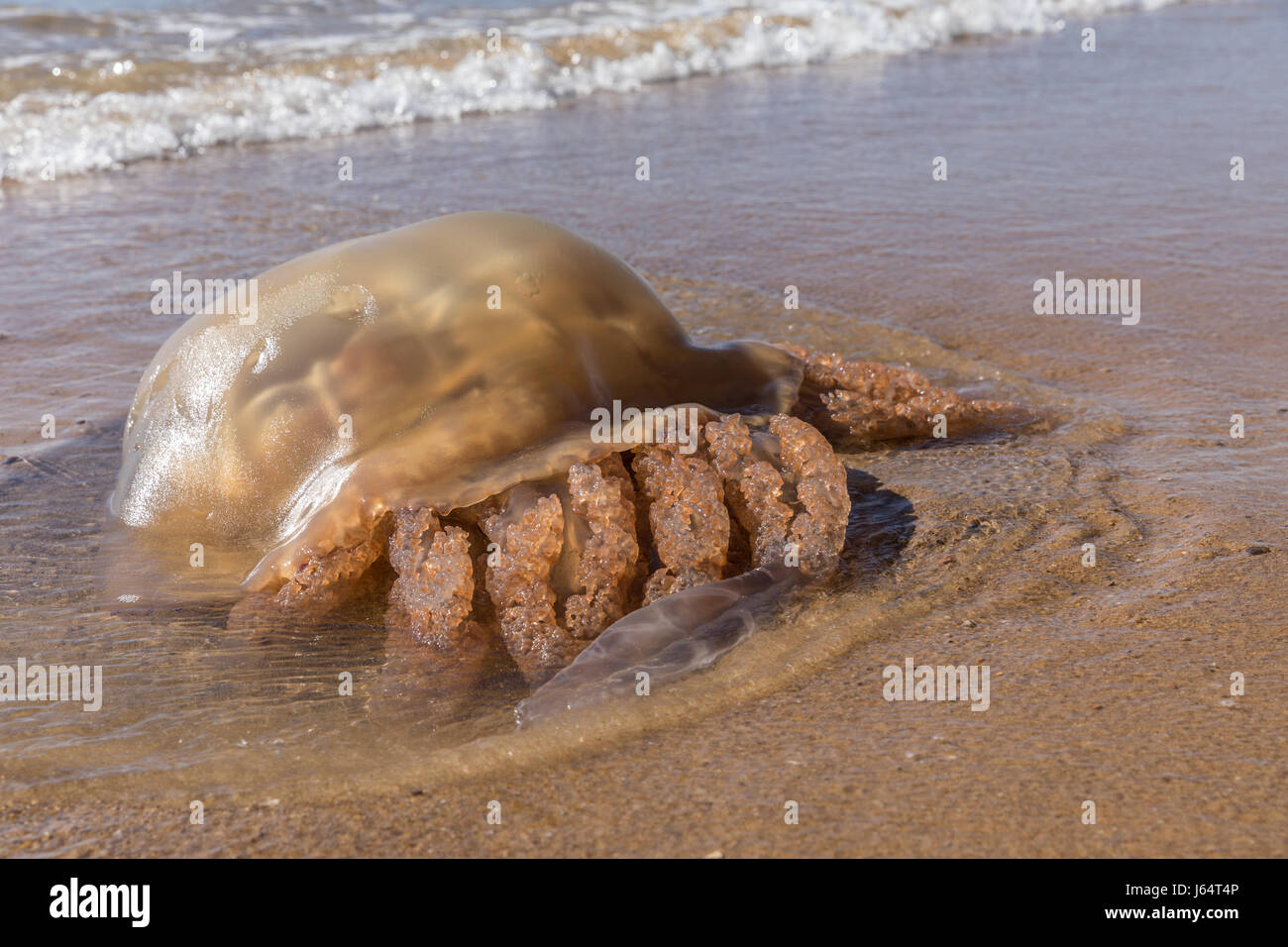 Brown-Quallen am Strand von Olonne-Sur-Mer in Frankreich gestrandet Stockfoto