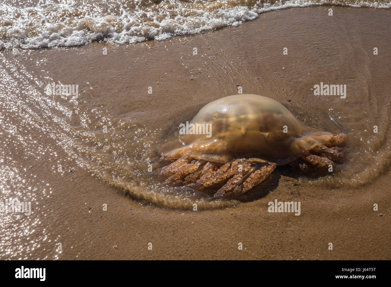 Brown-Quallen am Strand von Olonne-Sur-Mer in Frankreich gestrandet Stockfoto