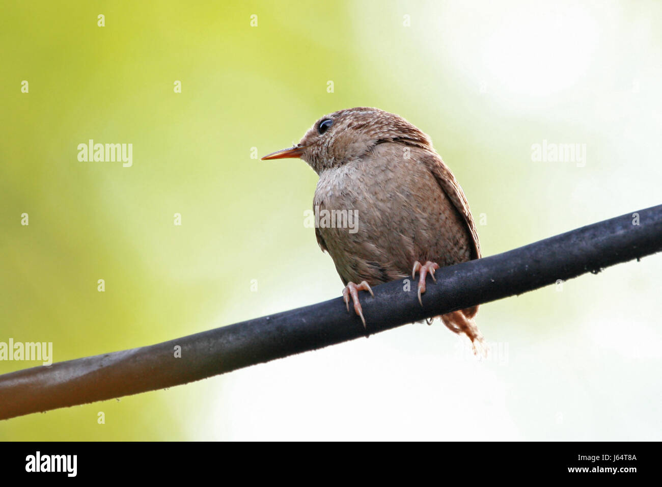 kleine winzige kleine kurzes Heck frei Wren Hintergrund Hintergrund setzen warten warten Stockfoto