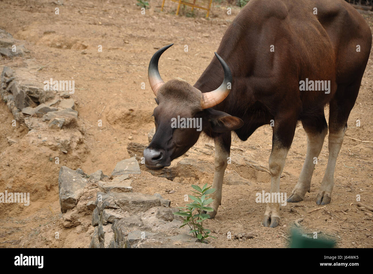 Wilden Gaur auch bekannt als indische Bison Stockfoto