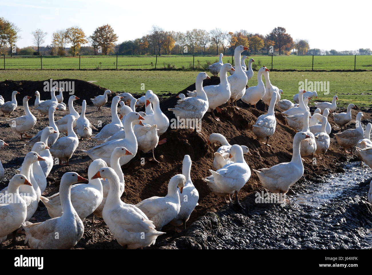 Federn Gänse Geflügel Gans Braten Gans Geflügelfarm, Vogel-Landwirtschaft Stockfoto