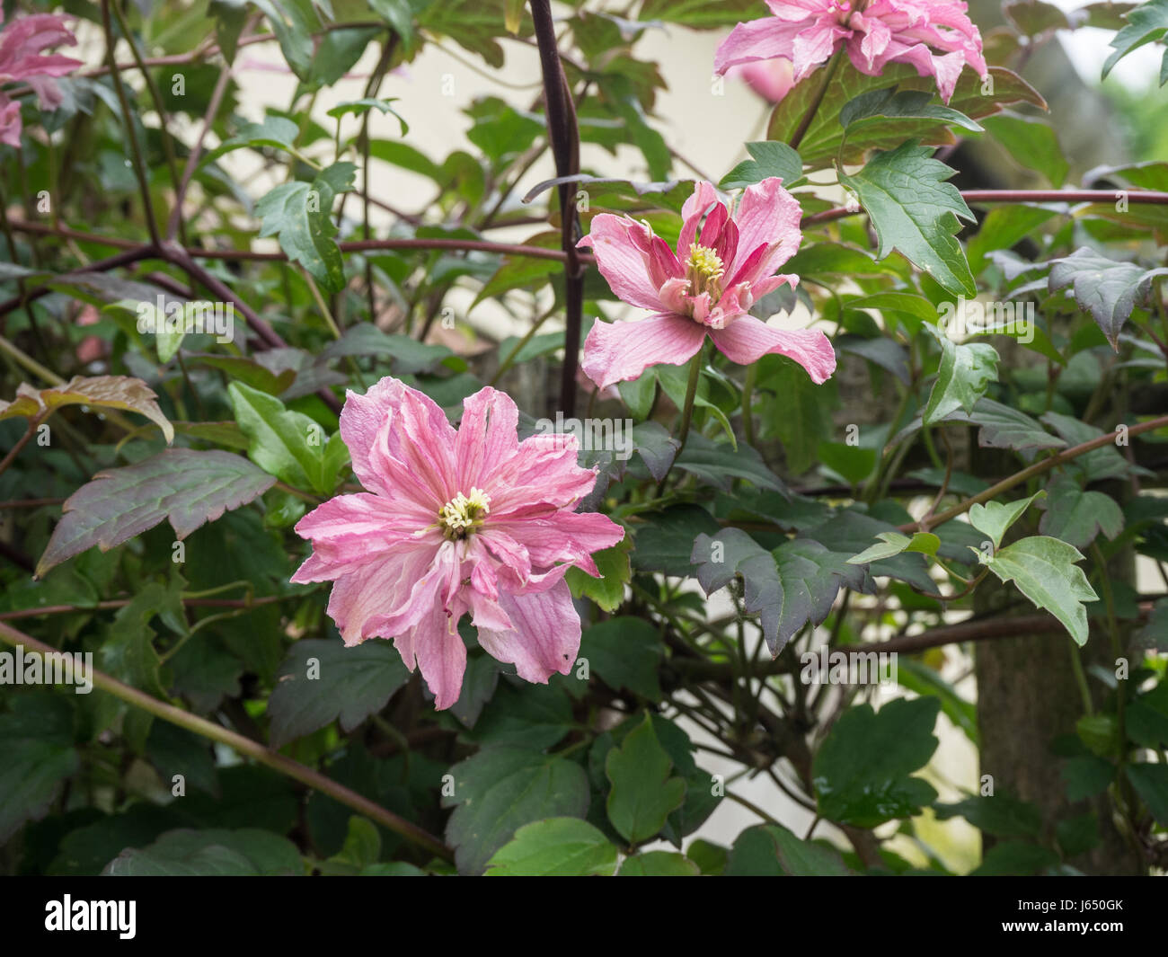 Nahaufnahme der Blüten von Clematis Montana Marjorie Stockfoto