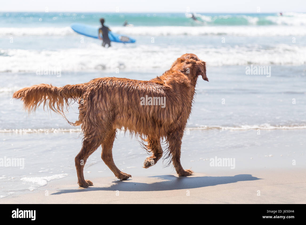Ein golden retriever spielen auf einem Strand auf einem sonnigen mit Surfer im Hintergrund. Stockfoto