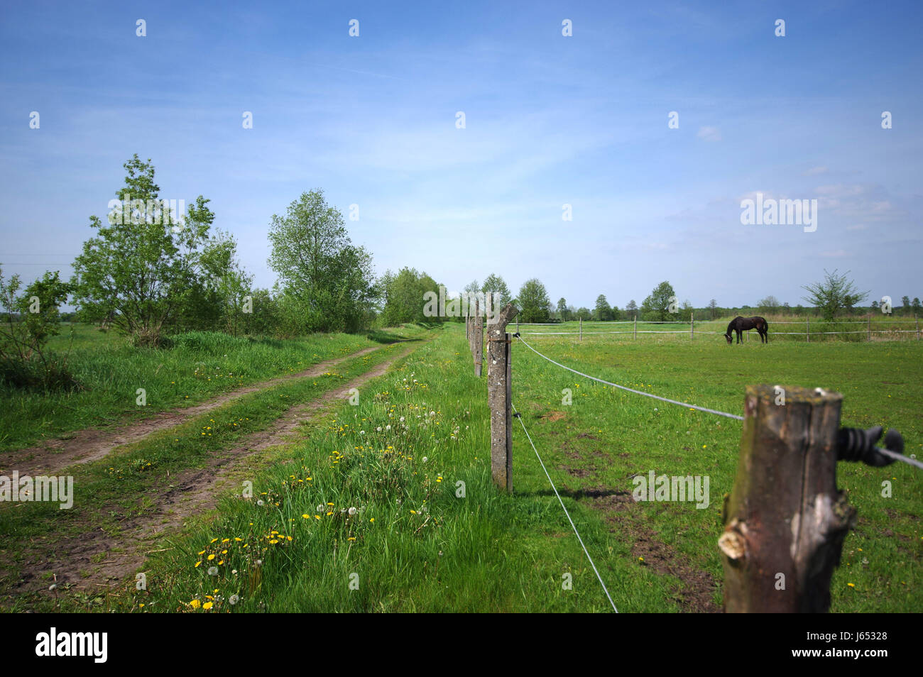 Eingezäunten grüne Pastiche mit einem Pferd Essen Rasen. Blauen Himmel im Hintergrund. Stockfoto