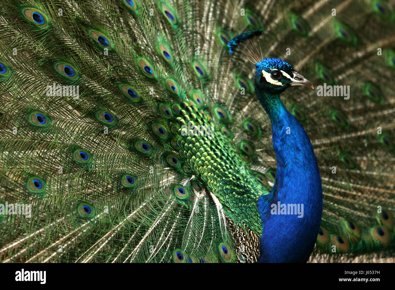 Pfau Stockfoto