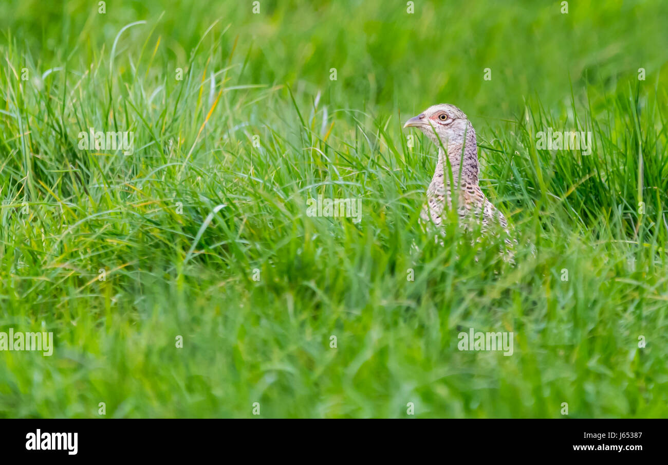 Erwachsene Frau Fasan (Phasianus colchicus) versteckt sich in langen Gras in einem Feld im späten Frühjahr in West Sussex, England, UK. Stockfoto