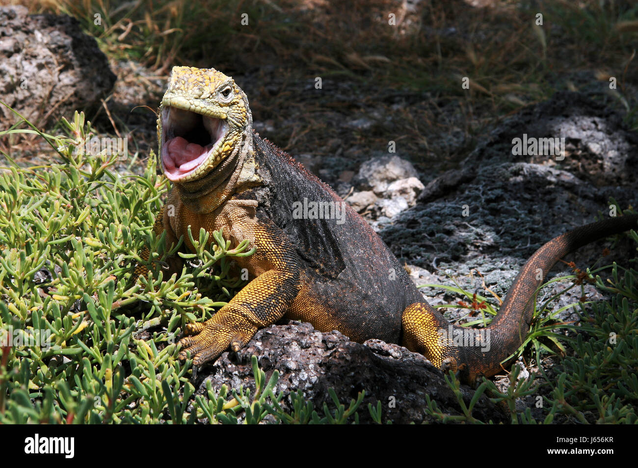 Reptilien Saurier Leguan Drachen Reptilien Ecuador Kite Drachen Reptil Nationalpark Stockfoto