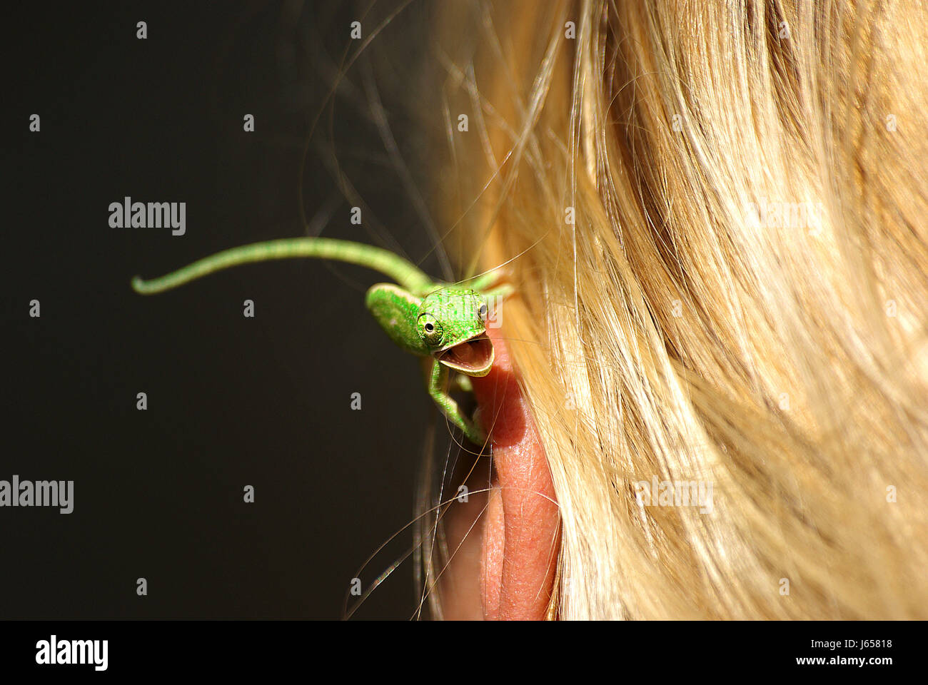 grüne Saurier Reptilien Chamäleon Jemen Natur grün Mund Zähne Saurier Sommer Stockfoto