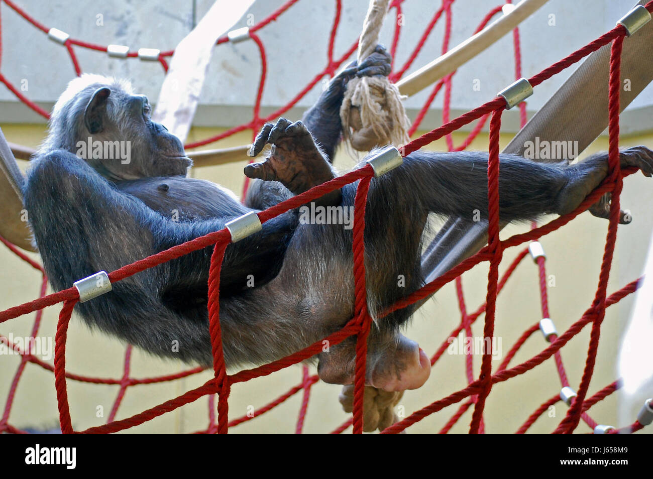 tierische Säugetier Affe Gorilla Menschenaffen Hängematte Natur Tier Säugetier Affe Stockfoto