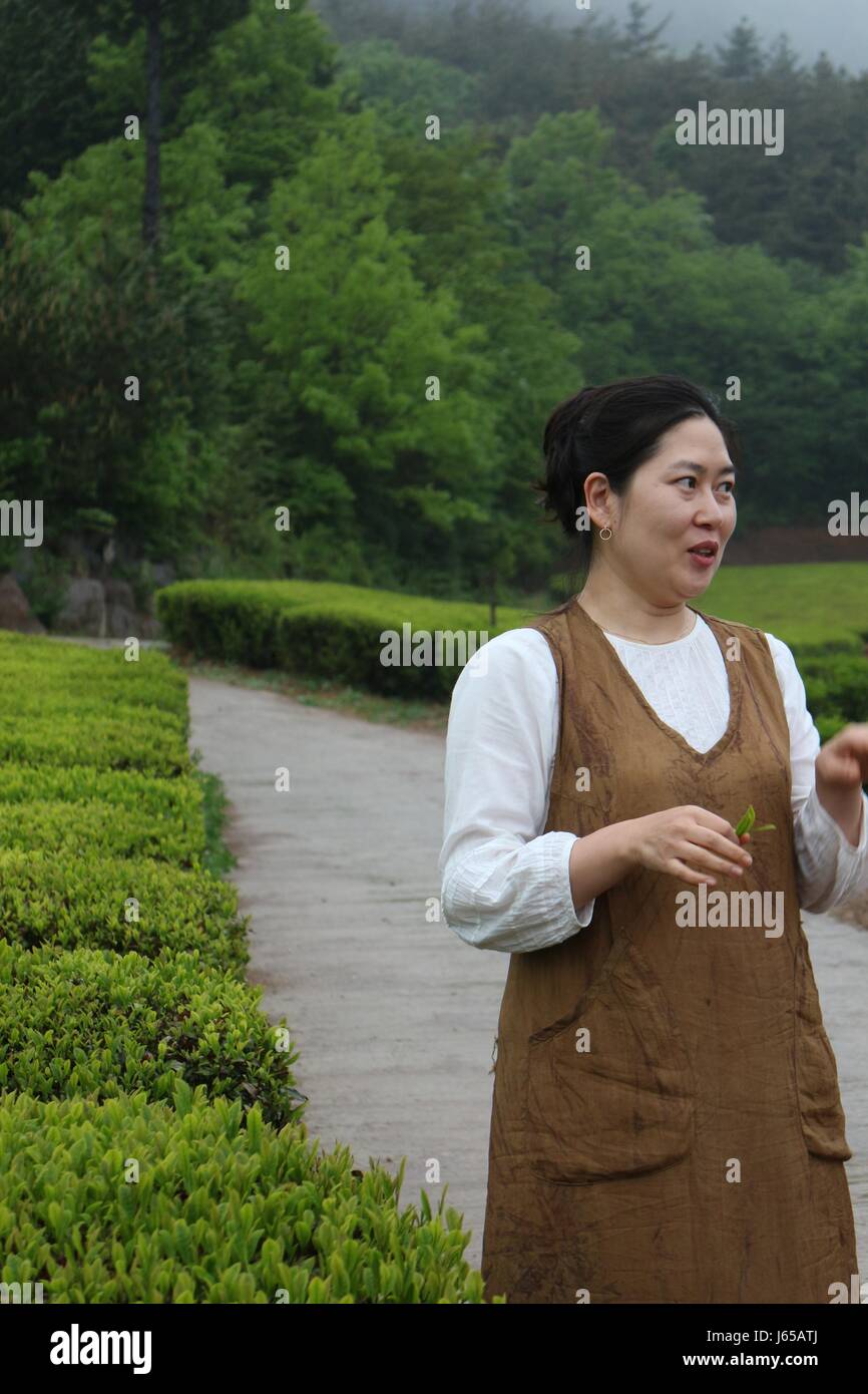 Wanderung in Südkorea am besten grünen Tee-Plantage in Boseong. Verkostung der berühmten Grüntee-Eis und die Bilder von Menschen vor Ort Stockfoto