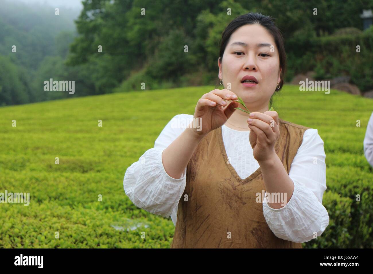 Wanderung in Südkorea am besten grünen Tee-Plantage in Boseong. Verkostung der berühmten Grüntee-Eis und die Bilder von Menschen vor Ort Stockfoto