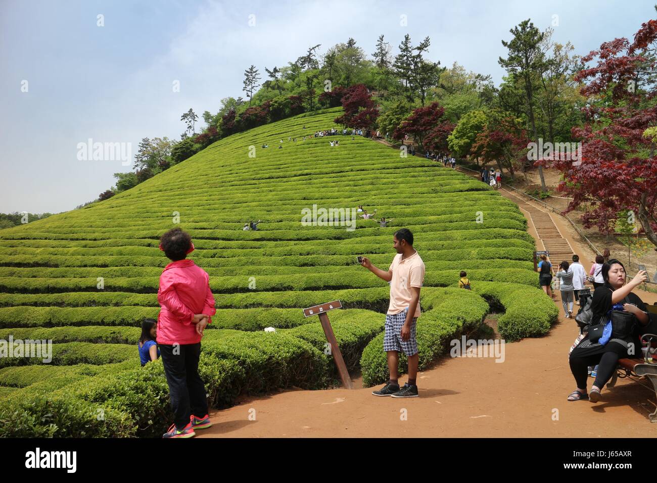 Wanderung in Südkorea am besten grünen Tee-Plantage in Boseong. Verkostung der berühmten Grüntee-Eis und die Bilder von Menschen vor Ort Stockfoto