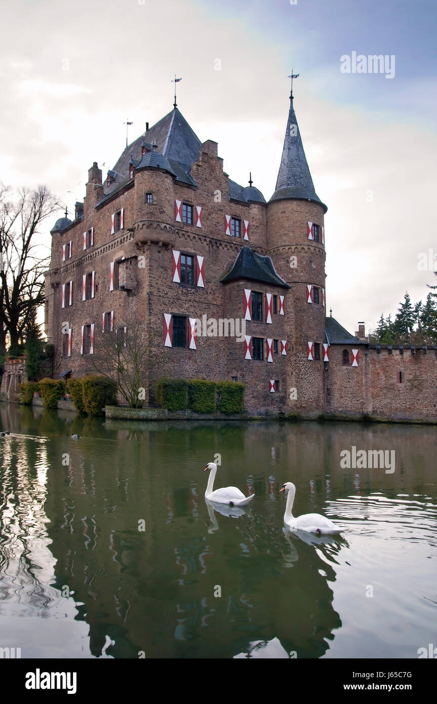 Schwanensee Stockfoto