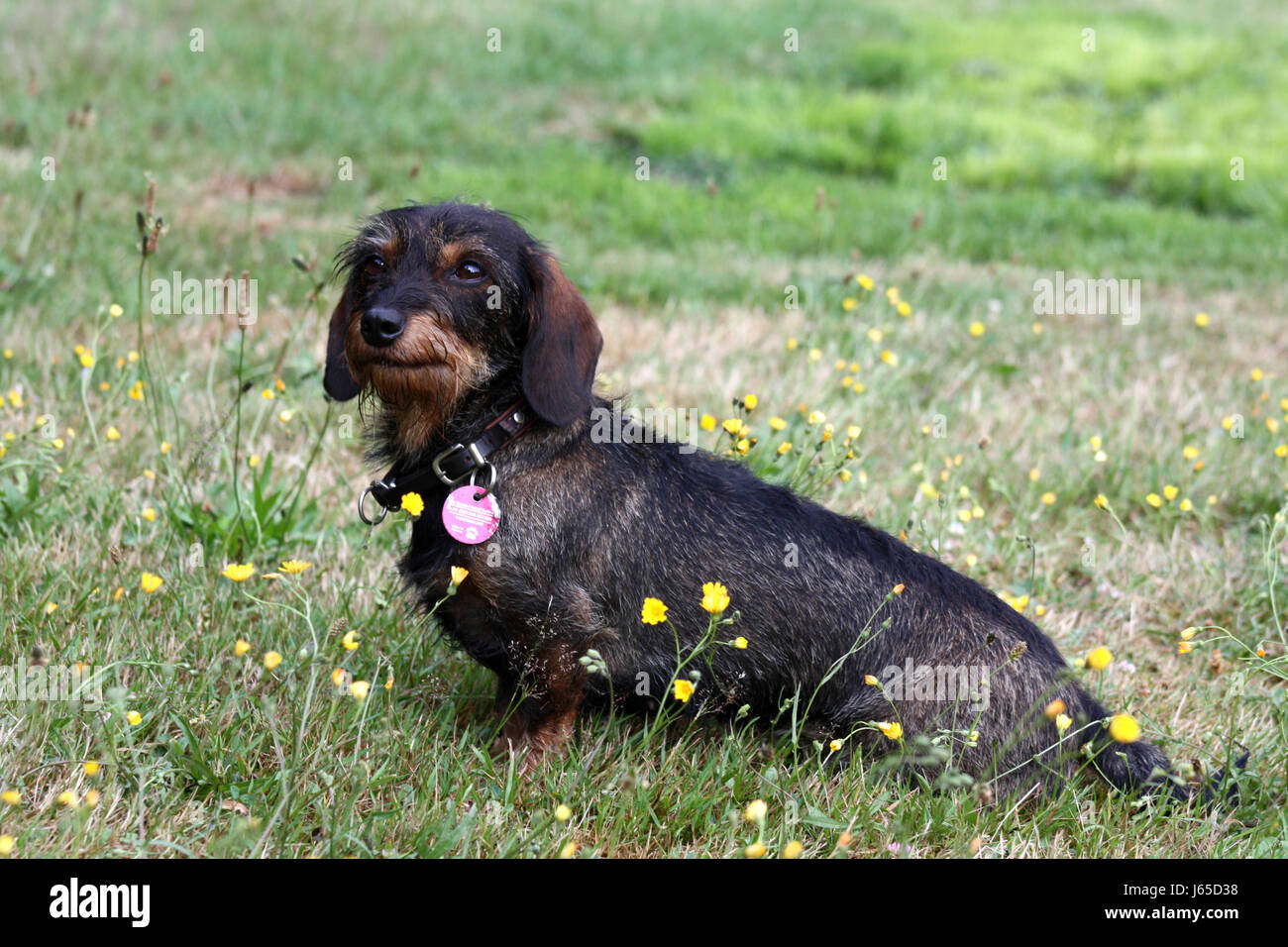 Hund Dackel Hund Basset kleine winzige kleine kurze Hund Sitz Dackel  Stockfotografie - Alamy