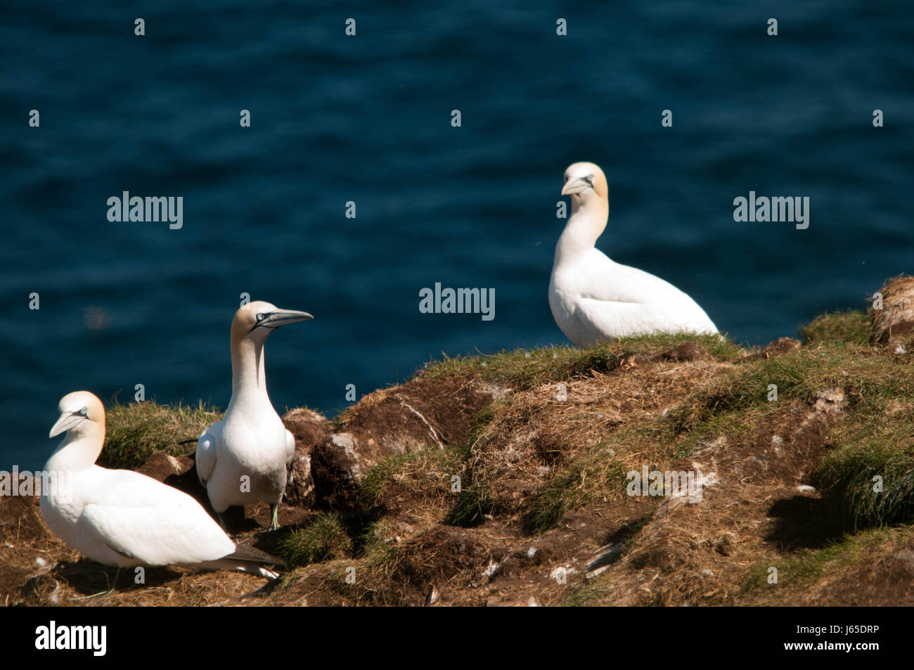 Tölpelkolonie Stockfoto