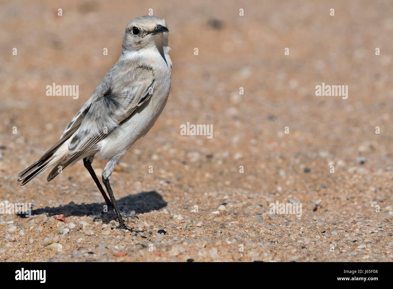 Cercomela Tractrac (Emarginata Tractrac), Tractrac Chat Stockfoto