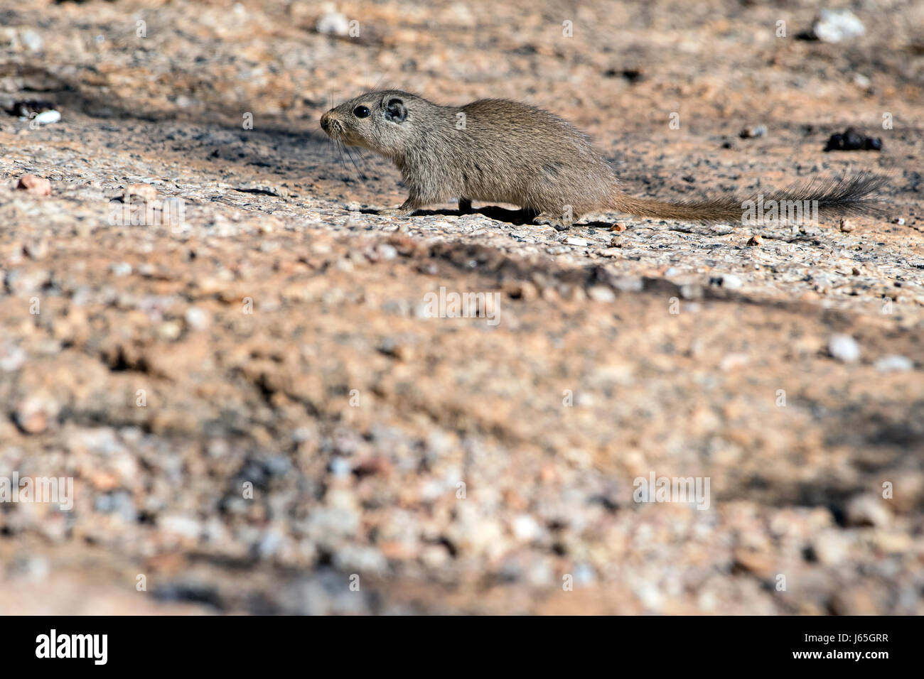 Namibia, Spitzkoppe: Ratto Delle Rocce o Noki (Petromus Typicus). Namibia, Spitzkoppe: Klippschliefer Ratte Stockfoto