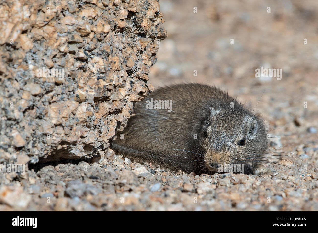 Namibia, Spitzkoppe: Ratto Delle Rocce o Noki (Petromus Typicus). Namibia, Spitzkoppe: Klippschliefer Ratte Stockfoto