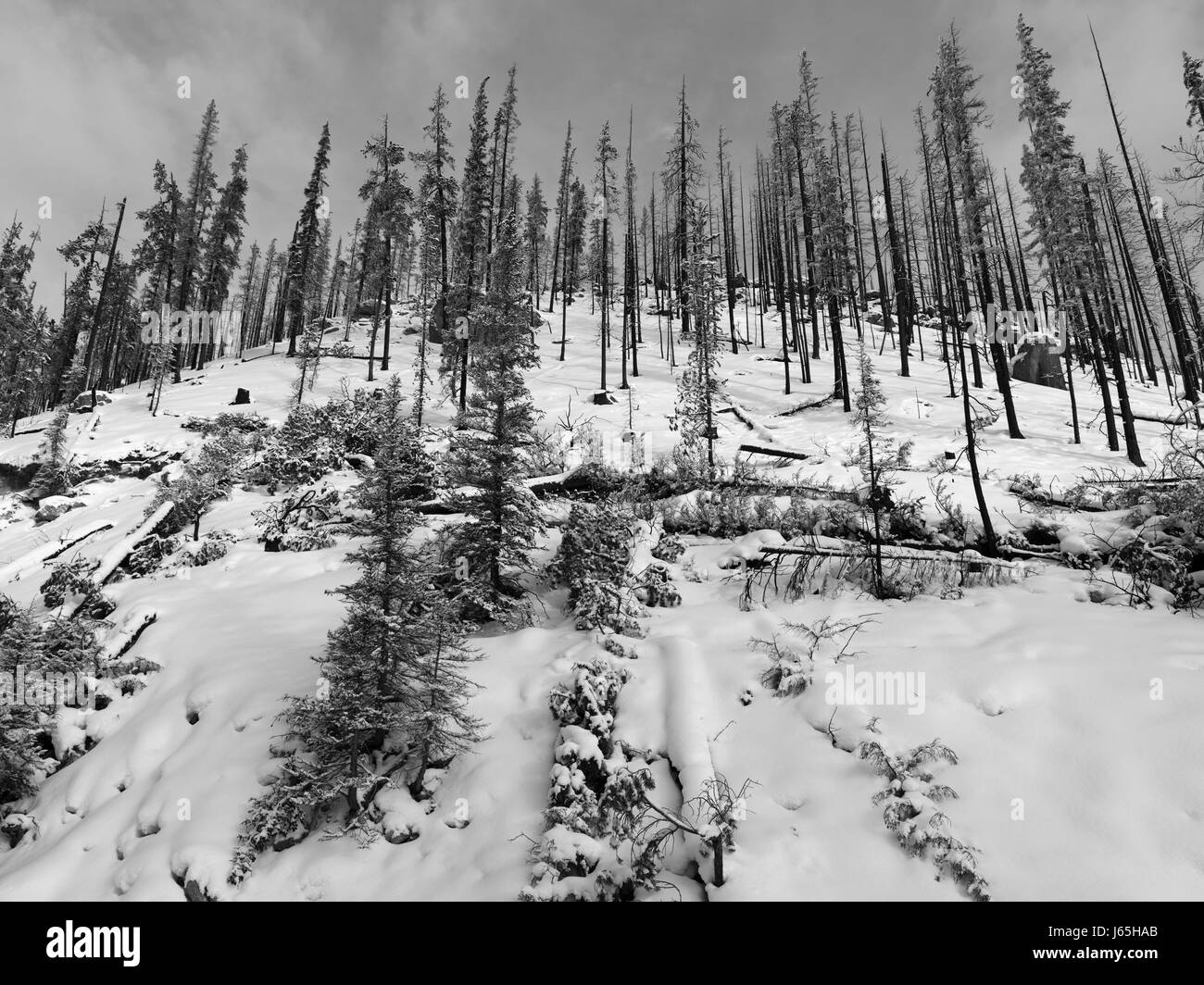Bäume im Schnee bedeckt Landschaft, Verbesserung Bezirk Nr. 12, Maligne Lake, Jasper, Jasper Nationalpark, Alberta, Kanada Stockfoto