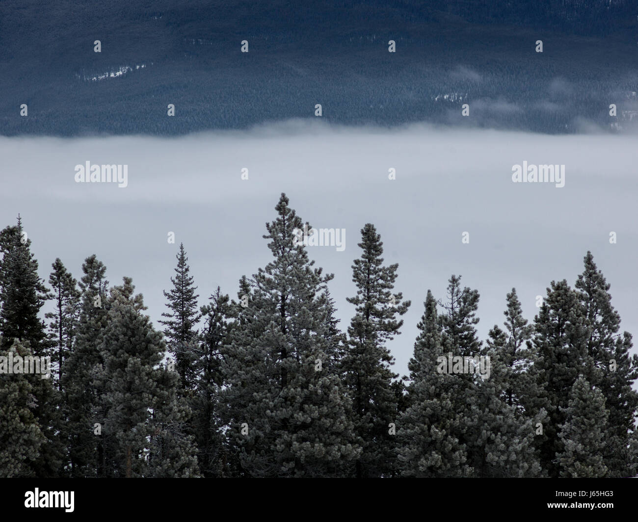 Niedrigen Winkel Blick auf Baumkronen, Highway 16, Yellowhead Highway, Jasper, Jasper Nationalpark, Alberta, Kanada Stockfoto
