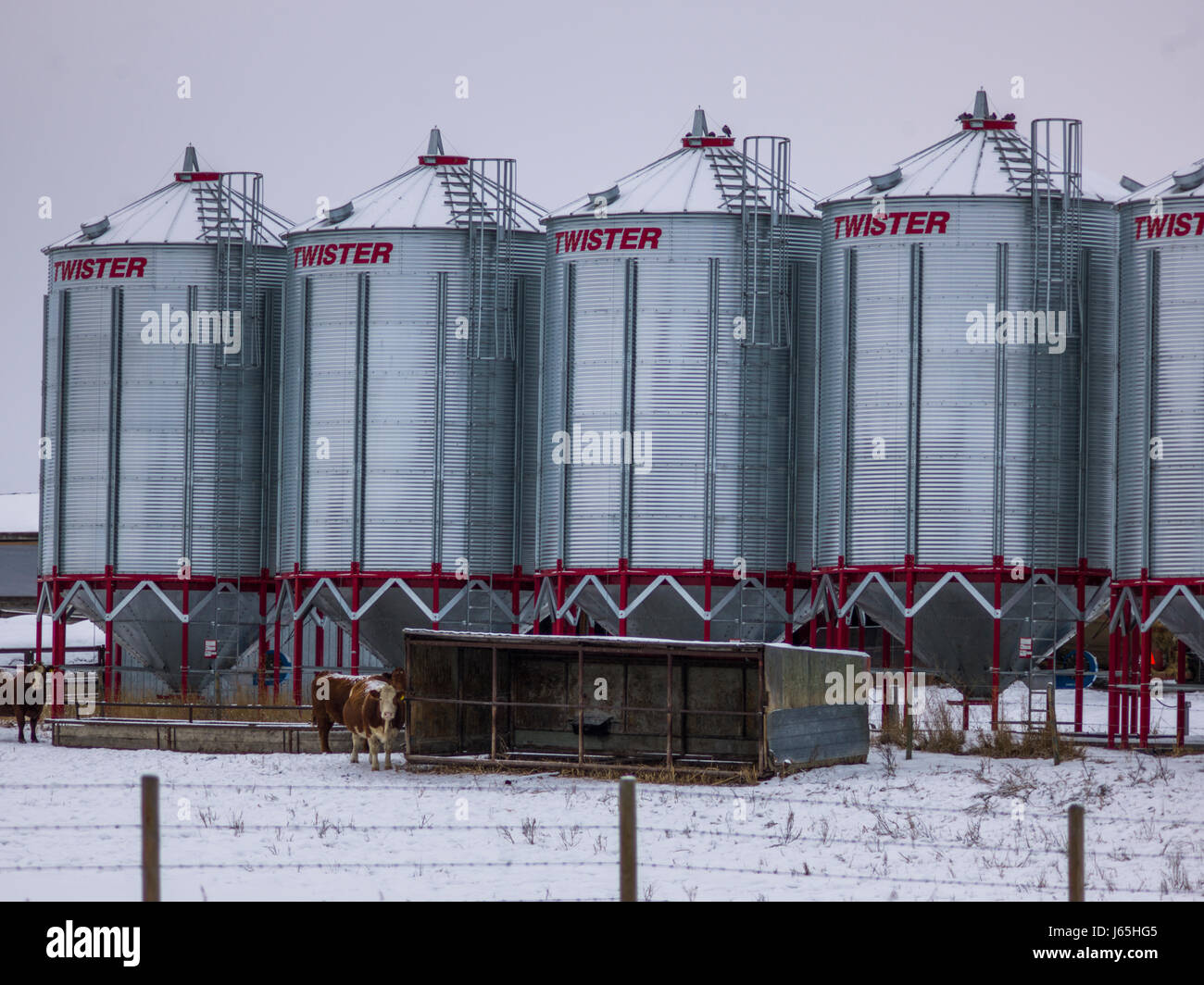 Silos und Vieh im Schnee bedeckt Feld, Highway 16, Yellowhead Highway, Alberta, Kanada Stockfoto