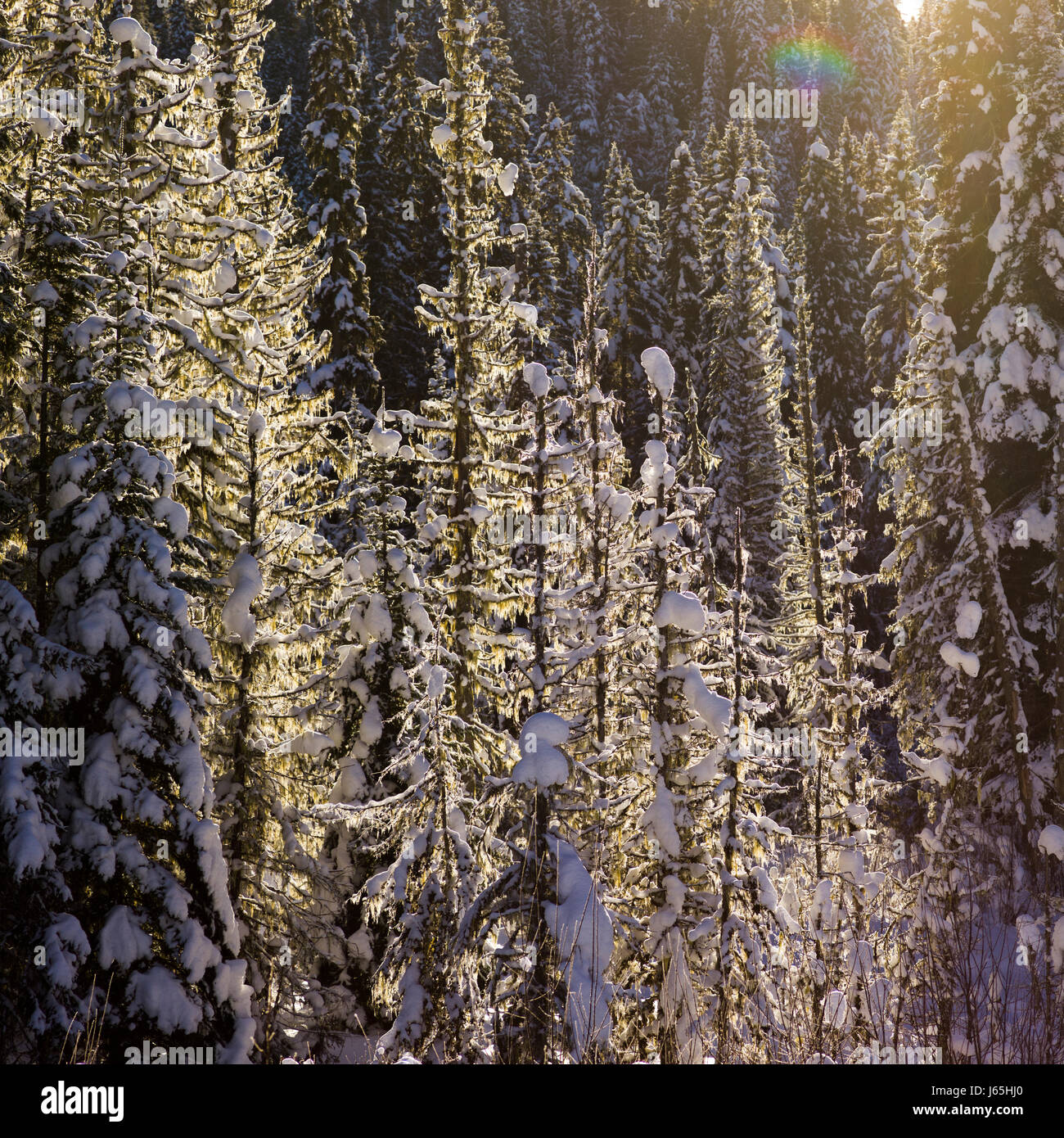 Blick auf Schnee bedeckt Bäume, Highway 16, Yellowhead Highway, British Columbia, Kanada Stockfoto