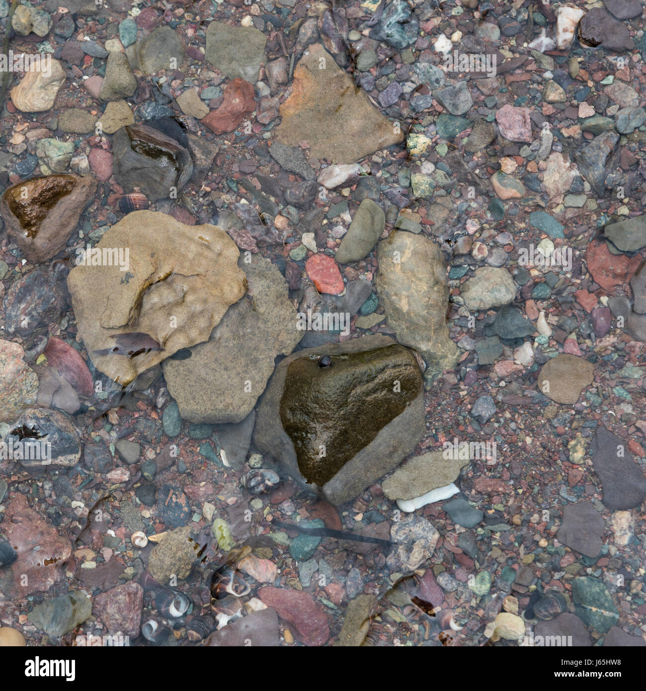 Nahaufnahme der Kiesel im flachen Wasser, Fundy National Park, Alma, New Brunswick, Kanada Stockfoto