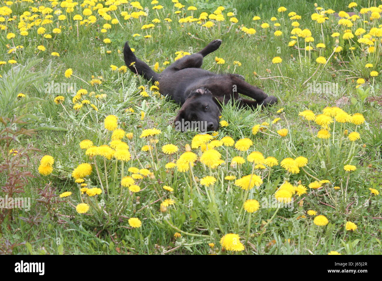 schöne schwarze Welpen lag auf der Lea Löwenzahn blühen Blumen Stockfoto